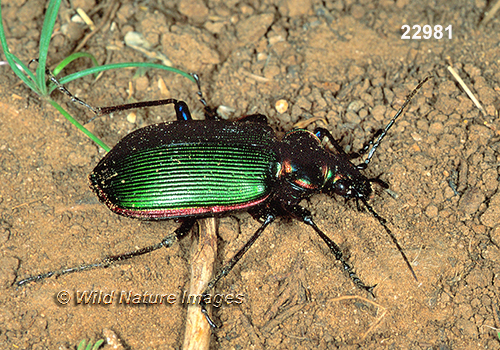 Fiery Searcher (Calosoma scrutator)